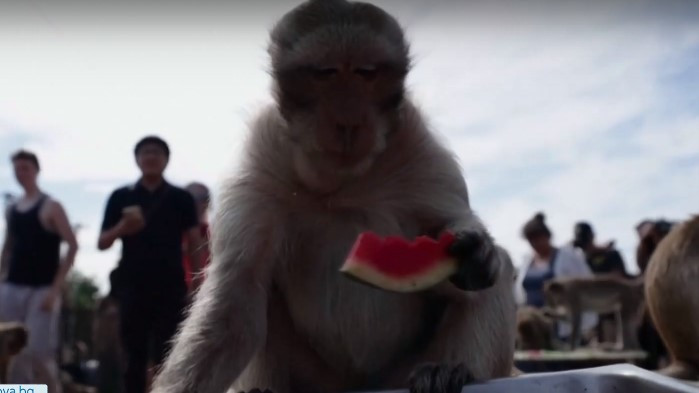В Тайланд организираха маймунски банкет. Събитието се провежда от десетилетия