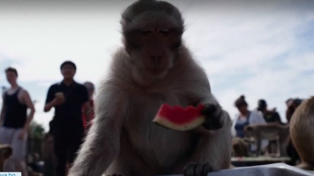 В Тайланд организираха маймунски банкет Събитието се провежда от десетилетия