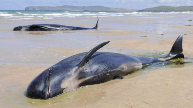 Група от 34 кита гридни са открити мъртви след като
