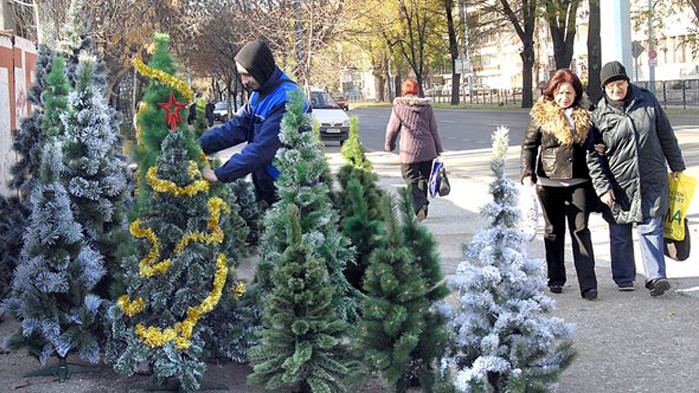 Делът на боровите гори в страната драстично намалява В малкото