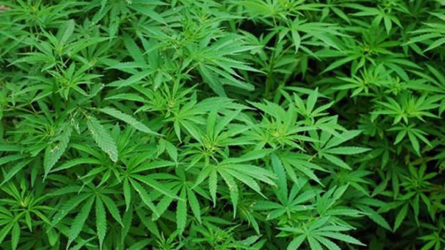Полицията в Тенеси разкриха мащабна схема за отглеждане на марихуана