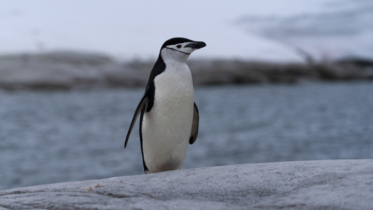 За учените отдавна е известно, че размножителните колонии на пингвините