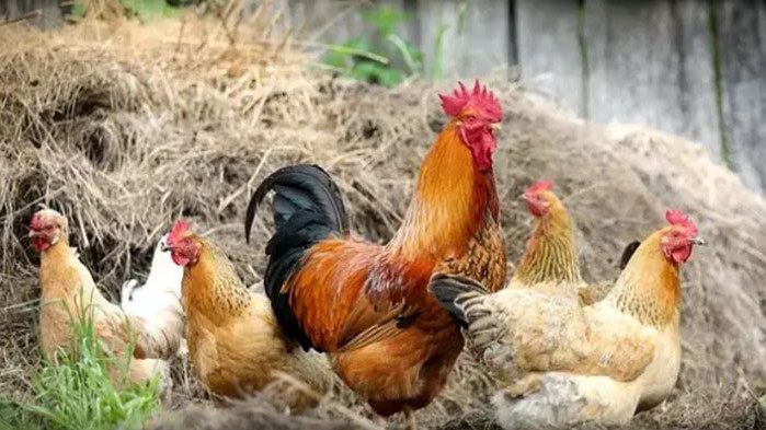 Франция реши със закон: Кравите могат да мучат, а петлите да кукуригат