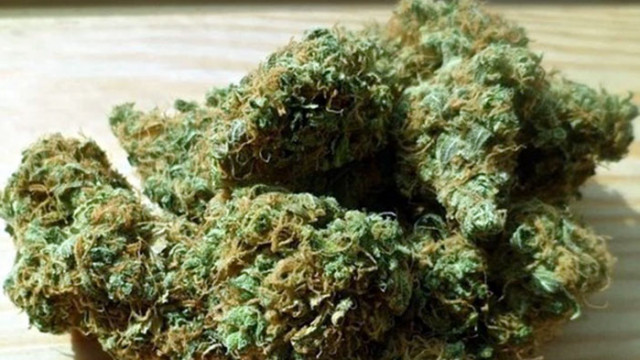 Съдят 33-годишен за отглеждане на марихуана