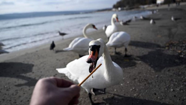 Лебеди от Скандинавия пристигнаха във Варна Докато нашите птици зимуват
