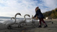 Лебеди от Скандинавия пристигнаха във Варна