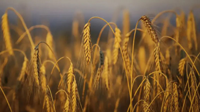 Петте страни от ЕС, засегнати от износа на украинско зърно, ще проведат среща