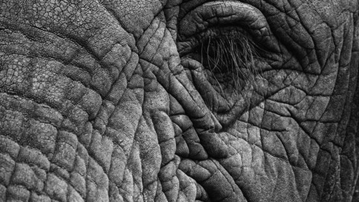 Суша уби поне 100 слона в Зимбабве
