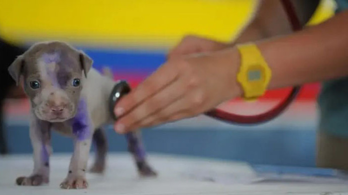 Днес е Денят на ветеринарите