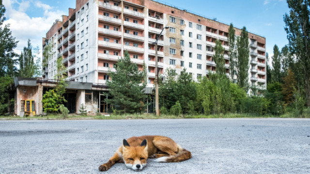 Чернобил - най-големият експеримент в Европа за възстановяване на дивата природа