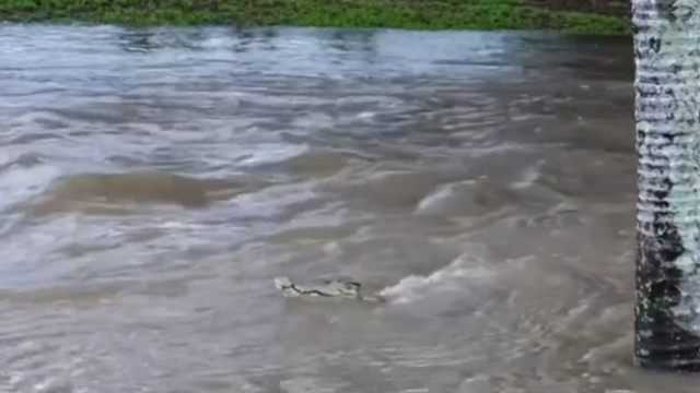 Крокодил изплува на наводнена улица в Австралия