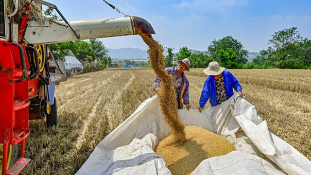 Китай установи общите цели за производството на зърно през 2024 г.