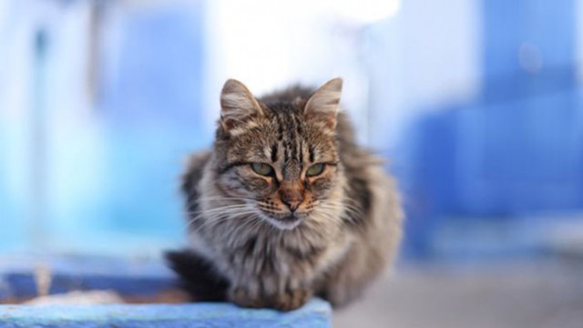 Хиляди котки в Кипър са засегнати от мутация на коронавируса от началото на годината