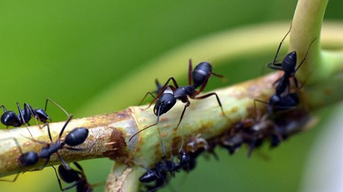 Известно е, че химикалите, произвеждани от някои мравки, имат антибиотични
