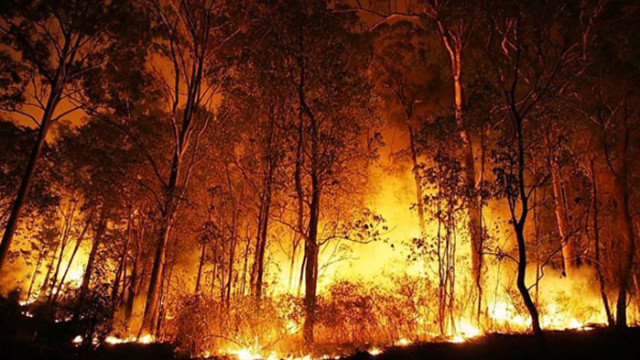 53 пожара са регистрирани на територията на Североизточното държавно предприятие