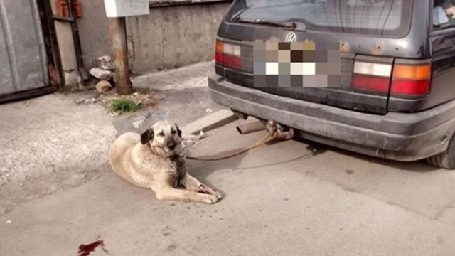 Мъж от Панагюрище е арестуван заради безмилостно отношение към куче