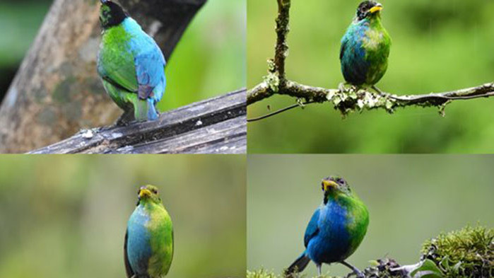 Наполовина женска, наполовина мъжка птица е видяна в Колумбия