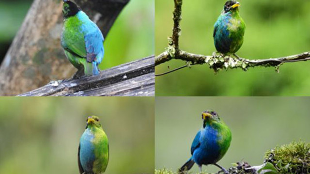 Птица със сини пера отдясно като на мъжките и зелени