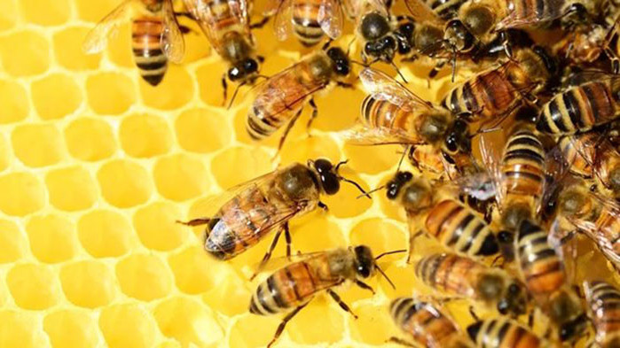 Учени откриха защо намалява произвежданият от пчелите мед