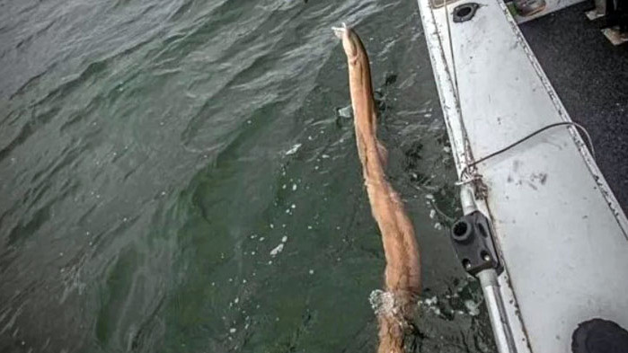Рибар извади огромно чудовище със страховити зъби (СНИМКИ)