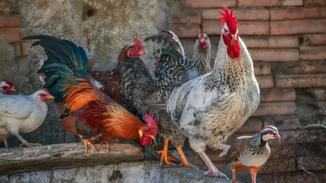 13 държави забраниха вноса на белгийско пилешко месо, заради птичи грип