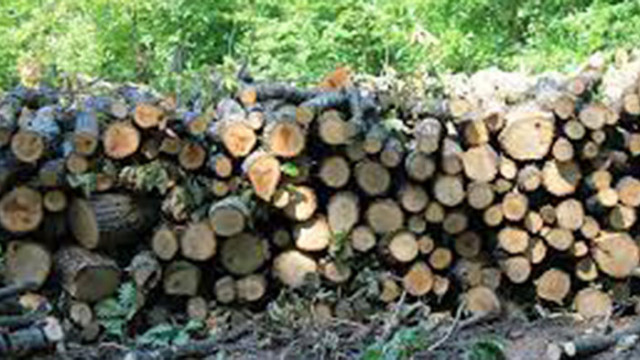 200 000 пространствени кубически метра дърва за огрев са предоставили през