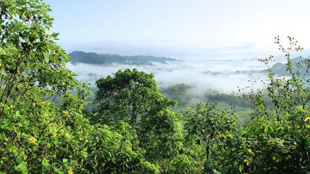 Изсичането на дъждовните гори в Бразилия значително е намаляло през