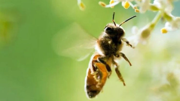 Медоносните пчели, заедно с други насекоми-опрашители, са сред най-засегнатите от