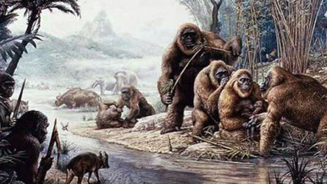 Мистерията около изчезването на гигантските маймуни е напът да бъде разгадана