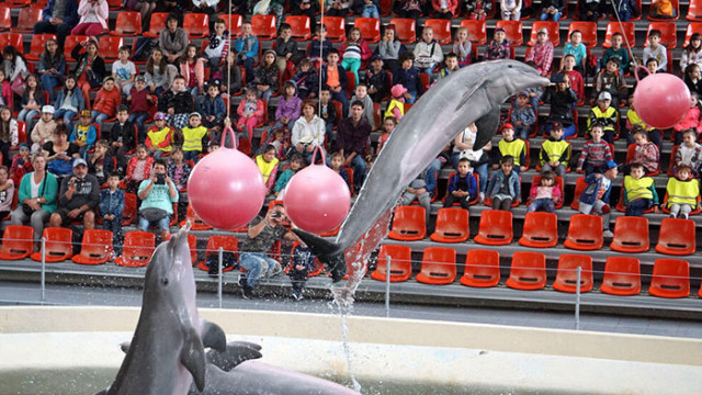 Безплатни представления за децата в делфинариума по време на междусрочната ваканция