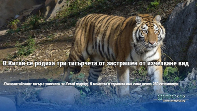 В Китай се родиха три тигърчета от застрашен от изчезване вид