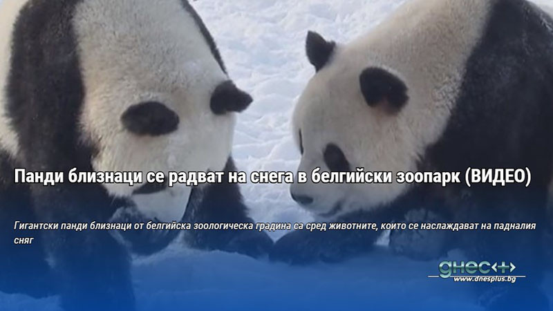 Гигантски панди близнаци от белгийска зоологическа градина са сред животните,