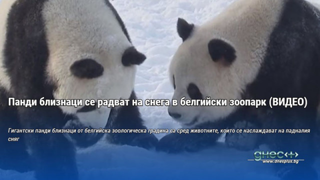 Гигантски панди близнаци от белгийска зоологическа градина са сред животните