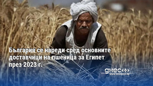 България се нареди сред основните доставчици на пшеница за Египет през 2023 г.