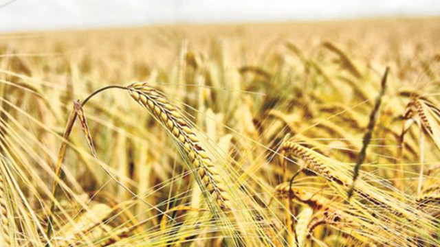 Цените на пшеницата и царевицата на международните пазари се увеличиха през седмицата