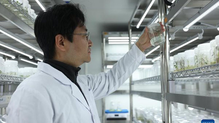 Китайски учени са осъществили пробив в биосинтезата на противораковото лекарство паклитаксел