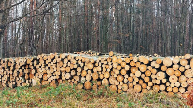 Над 107 000 кубика дърва за огрев са предоставени в Централния Север през 2023 г.