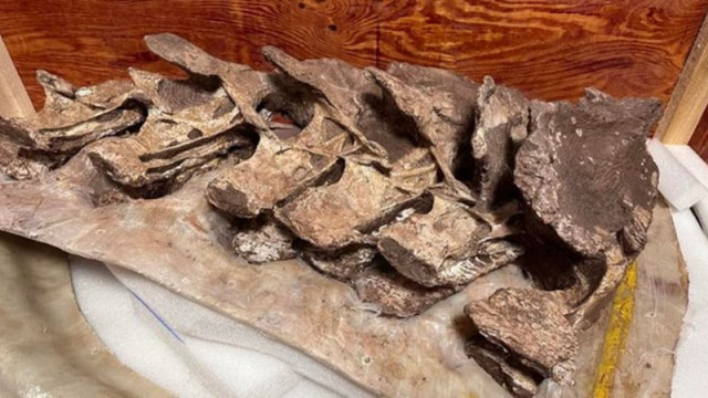Откриха останки на нов вид динозавър в Китай