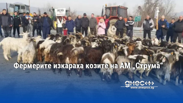 Фермерите изкараха козите на АМ „Струма“
