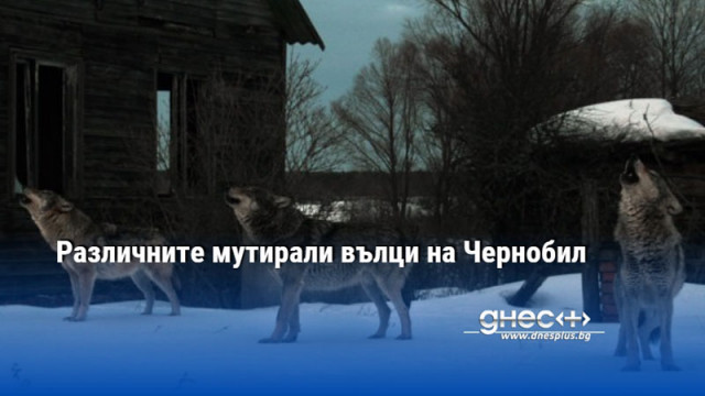 Различните мутирали вълци на Чернобил
