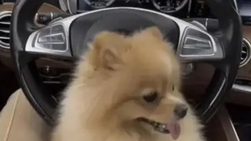 „Мис Силикон“ с нов клип – шофира с куче в краката и над ограничението