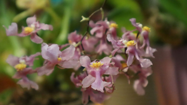 Издание за дивите видове орхидеи влиза във фонда на варненската библиотека