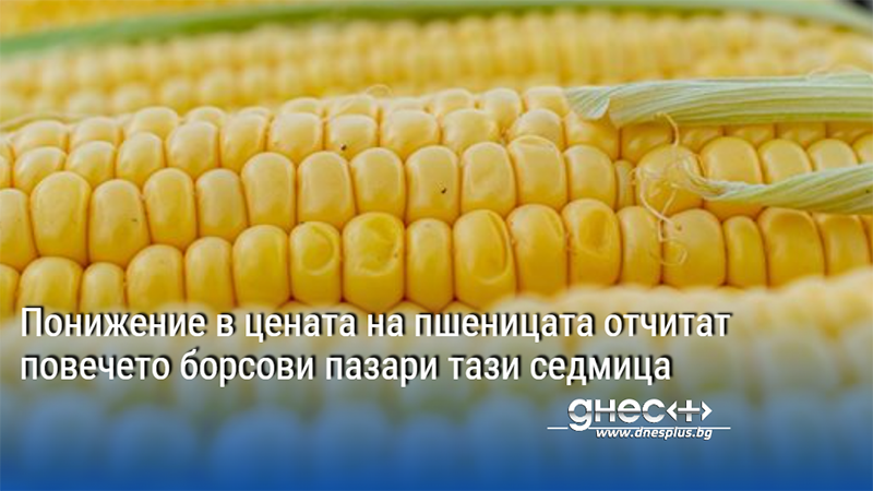 Понижение в цената на пшеницата отчитат повечето борсови пазари тази седмица