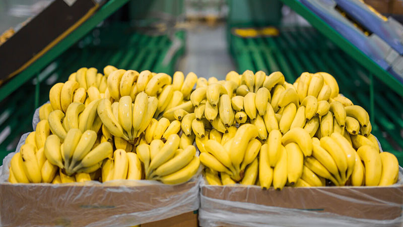 Еквадор се отказа да праща оръжия за Украйна, Русия вдигна забраната за еквадорски банани