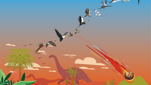 Еволюцията на птиците е започнала преди изчезването на динозаврите