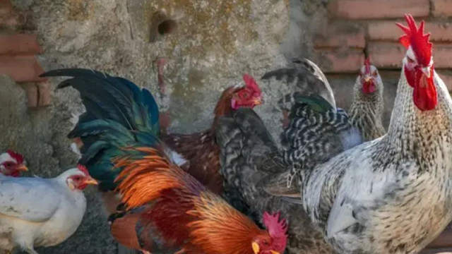 Откриха огнище на птичи грип в Добричко Вирусът е установен