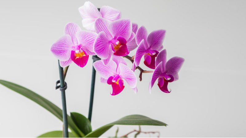 Орхидеята е едно от най-красивите цветя, които може да отглеждаме