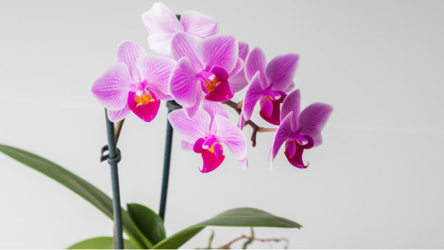 Орхидеята е едно от най красивите цветя които може да отглеждаме