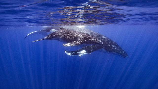 Учени твърдят, че са открили как китовете пеят