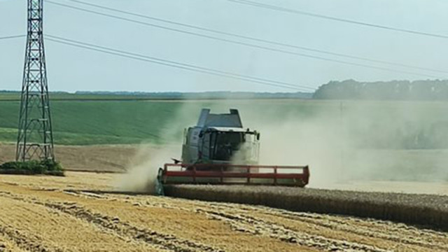 Цената на пшеницата тази седмица продължава да върви надолу на повечето борси